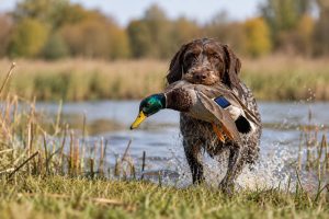 Jagdhund beim Apportieren im Hundeführerlehrgang