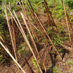 Baumschutz_02