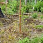 Baumschutz_06