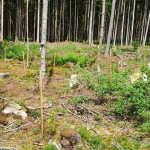 Baumschutz_10