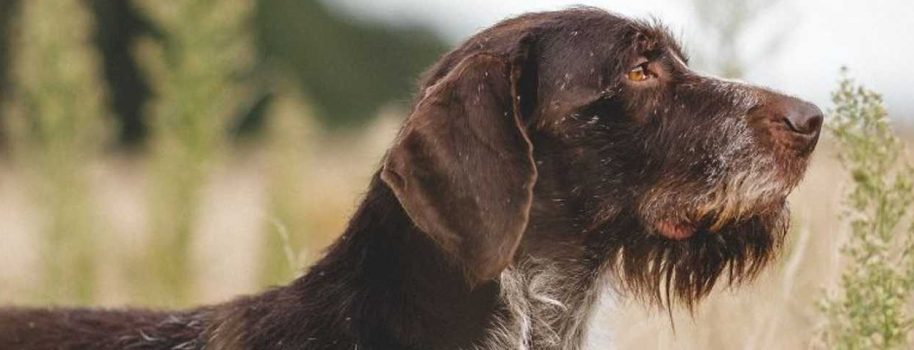 Grundkurs: Hundeführerlehrgang für jagdliche Ausbildung